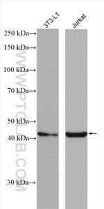 WNT1 Antibody in Western Blot (WB)