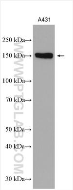 PHLDB2 Antibody in Western Blot (WB)