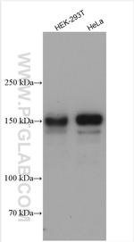 DROSHA Antibody in Western Blot (WB)