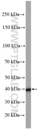 ALKBH1 Antibody in Western Blot (WB)