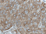 ANK3 Antibody in Immunohistochemistry (Paraffin) (IHC (P))