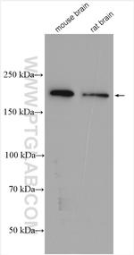 ANK3 Antibody in Western Blot (WB)