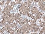 ANK3 Antibody in Immunohistochemistry (Paraffin) (IHC (P))