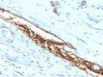 Blood Group Antigen A (CD173) Antibody in Immunohistochemistry (Paraffin) (IHC (P))