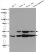 MAPK8/9/10 Antibody in Western Blot (WB)