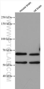 ATG14 Antibody in Western Blot (WB)