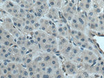 PLSCR3 Antibody in Immunohistochemistry (Paraffin) (IHC (P))