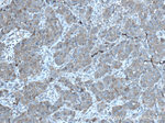 PLSCR3 Antibody in Immunohistochemistry (Paraffin) (IHC (P))