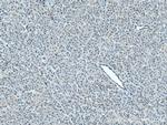 PLSCR3 Antibody in Immunohistochemistry (Paraffin) (IHC (P))