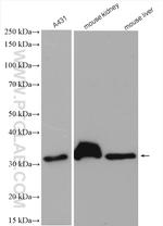 PLSCR3 Antibody in Western Blot (WB)