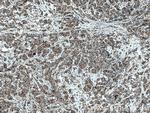 ATP1A3 (middle) Antibody in Immunohistochemistry (Paraffin) (IHC (P))
