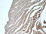 FADS2 Antibody in Immunohistochemistry (Paraffin) (IHC (P))