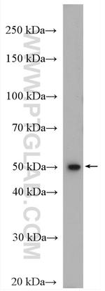 FADS2 Antibody in Western Blot (WB)