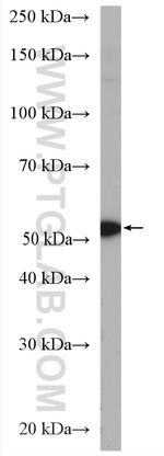 FADS2 Antibody in Western Blot (WB)