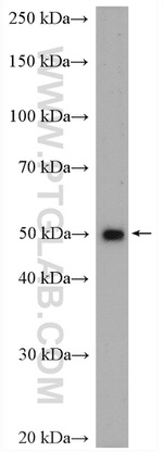 FADS2 Antibody in Western Blot (WB)