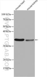 COQ3 Antibody in Western Blot (WB)