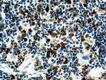 Cd68 Antibody in Immunohistochemistry (Paraffin) (IHC (P))