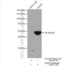 PD-L1/CD274 Antibody in Immunoprecipitation (IP)
