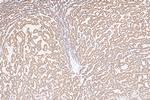 SEC22C Antibody in Immunohistochemistry (Paraffin) (IHC (P))