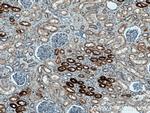 KL Antibody in Immunohistochemistry (Paraffin) (IHC (P))