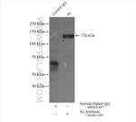 KL Antibody in Immunoprecipitation (IP)