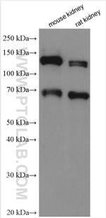 KL Antibody in Western Blot (WB)