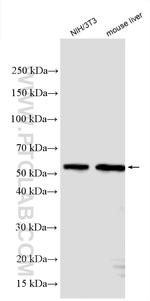 AKT2 Antibody in Western Blot (WB)