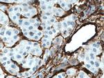 Endoglin/CD105 Antibody in Immunohistochemistry (Paraffin) (IHC (P))