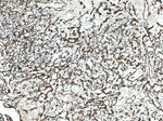 Endoglin/CD105 Antibody in Immunohistochemistry (Paraffin) (IHC (P))