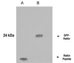 Rattin Antibody in Western Blot (WB)