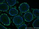 DMRT1 Antibody in Immunohistochemistry (PFA fixed) (IHC (PFA))