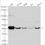 DMRT1 Antibody in Western Blot (WB)