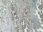 SGSH Antibody in Immunohistochemistry (Paraffin) (IHC (P))