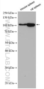 PTPRK Antibody in Western Blot (WB)