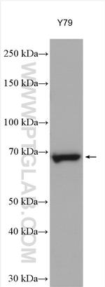 NET1 Antibody in Western Blot (WB)