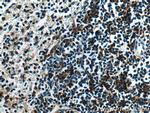 NCF1 Antibody in Immunohistochemistry (Paraffin) (IHC (P))