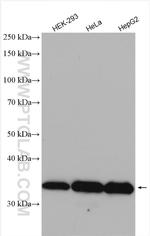 WBSCR22 Antibody in Western Blot (WB)