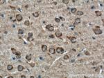 BDNF Antibody in Immunohistochemistry (Paraffin) (IHC (P))