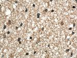 BDNF Antibody in Immunohistochemistry (Paraffin) (IHC (P))