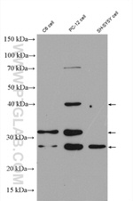 BDNF Antibody in Western Blot (WB)