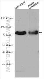 P2RX7 Antibody in Western Blot (WB)