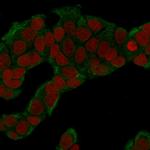 Glucose 6-Phosphate Isomerase Antibody in Immunocytochemistry (ICC/IF)