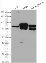 BCAM Antibody in Western Blot (WB)