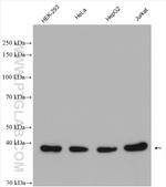 KTI12 Antibody in Western Blot (WB)