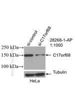 CTC1 Antibody in Western Blot (WB)