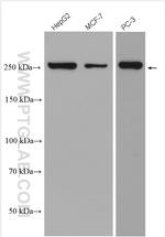 mTOR Antibody in Western Blot (WB)