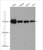 mTOR Antibody in Western Blot (WB)