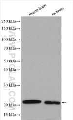 DUSP3 Antibody in Western Blot (WB)