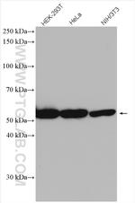 BYSL Antibody in Western Blot (WB)