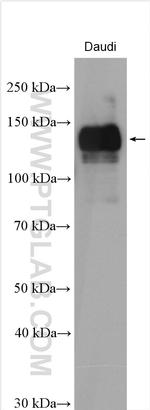 IL-4R Antibody in Western Blot (WB)